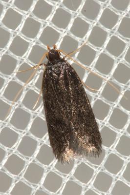  Eurodachtha canigella (Caradja, 1920)