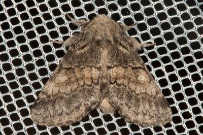 Crénelée (La) Gluphisia crenata (Esper, 1785)