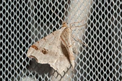 Philobie alternée (La) Macaria alternata (Denis & Schiffermüller, 1775)