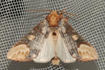 Bucéphaloïde (La) Phalera bucephaloides (Ochsenheimer, 1810)