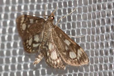  Anania coronata (Hufnagel, 1767)