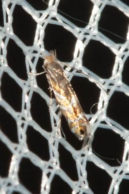  Phyllonorycter robiniella (Clemens, 1859)