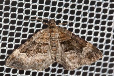 Larentie des Impatientes (La) Xanthorhoe biriviata (Borkhausen, 1794)