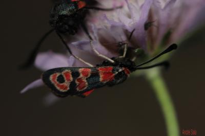 Zygène de la Petite coronille (La) Zygaena fausta (Linnaeus, 1767)