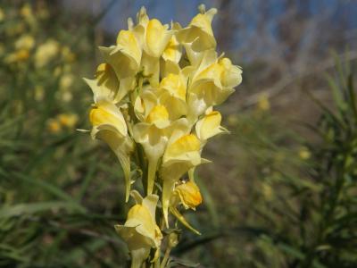 Linaire commune Linaria vulgaris Mill., 1768