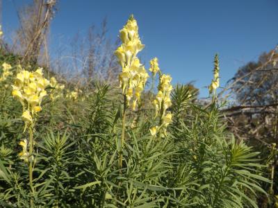 Linaire commune Linaria vulgaris Mill., 1768