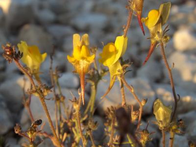 Linaire couchée Linaria supina (L.) Chaz., 1790
