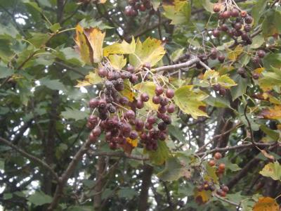 Alisier des bois, Alisier torminal, Alouchier Sorbus torminalis (L.) Crantz, 1763