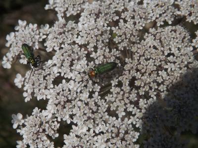  Anogcodes seladonius seladonius (Fabricius, 1792)