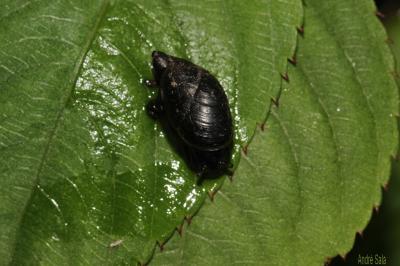  Succineidae H. Beck, 1837