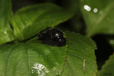  Succineidae H. Beck, 1837