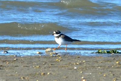 Grand Gravelot Charadrius hiaticula Linnaeus, 1758