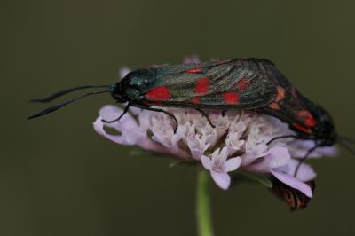 Zygène du Pied-de-Poule (La), Zygène des Lotiers ( Zygaena filipendulae (Linnaeus, 1758)