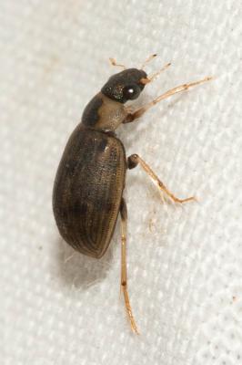  Berosus luridus (Linnaeus, 1760)