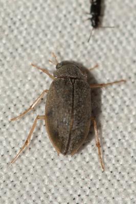  Berosus spinosus (Steven, 1808)