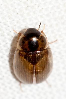  Enochrus quadripunctatus (Herbst, 1797)