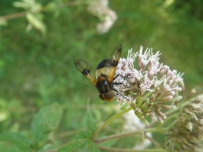 Volucelle à ventre blanc en devant Volucella pellucens (Linnaeus, 1758)