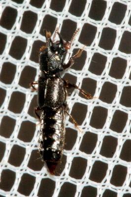 Bledius furcatus (Olivier, 1811)