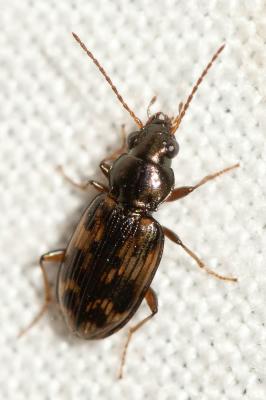  Bembidion semipunctatum (Donovan, 1806)