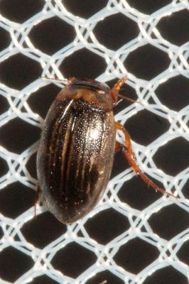  Hygrotus impressopunctatus (Schaller, 1783)