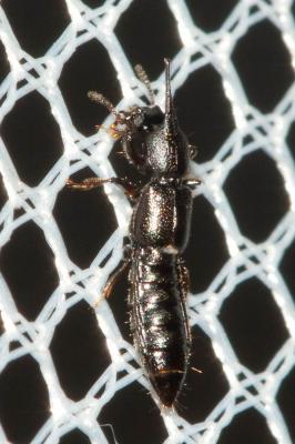  Bledius unicornis (Germar, 1825)