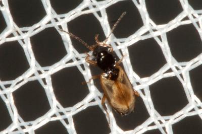  Tachys scutellaris (Stephens, 1828)
