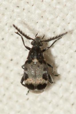  Bruchidius marginalis (Fabricius, 1777)