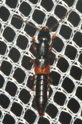  Lathrobium Gravenhorst, 1802