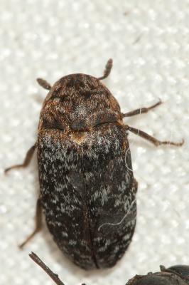  Dermestes undulatus Brahm, 1790