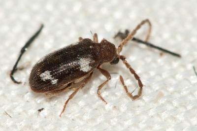  Ptinus sexpunctatus Panzer, 1789