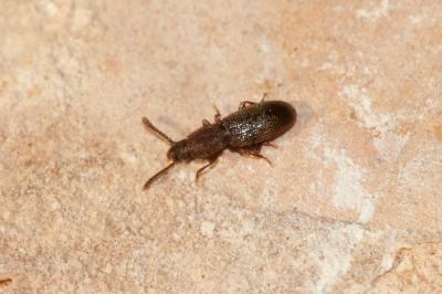  Airaphilus nasutus Chevrolat, 1860