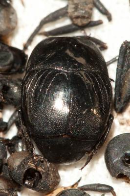  Saprinus semistriatus (Scriba, 1790)