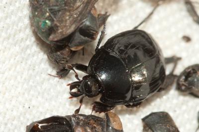  Margarinotus brunneus (Fabricius, 1775)