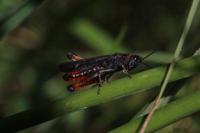Criquet noir-ébène Omocestus rufipes (Zetterstedt, 1821)
