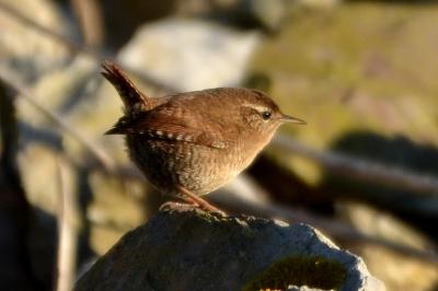 Troglodyte mignon Troglodytes troglodytes (Linnaeus, 1758)