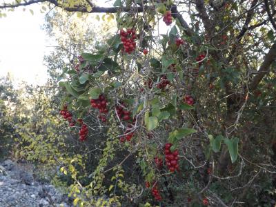 Salsepareille, Liseron épineux Smilax aspera L., 1753