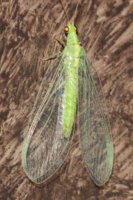  Pseudomallada Tsukaguchi, 1995