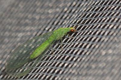  Pseudomallada flavifrons (Brauer, 1851)