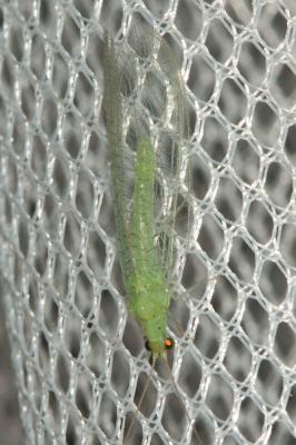  Pseudomallada Tsukaguchi, 1995