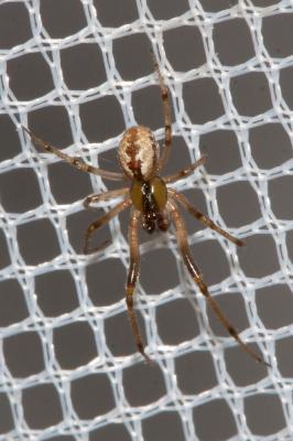  Anelosimus 