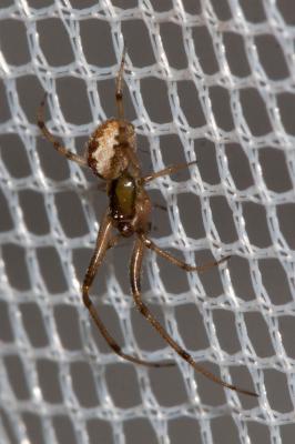  Anelosimus 