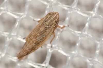  Arocephalus punctum (Flor, 1861)