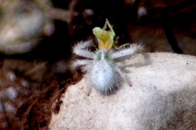 Thomise épineux Heriaeus 