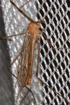  Dicranomyia Stephens, 1829