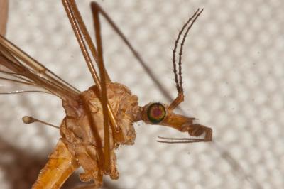  Tipula bezzii Mannheims & Theowald, 1959