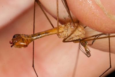  Tipula bezzii Mannheims & Theowald, 1959