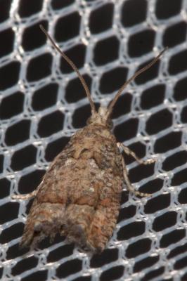  Acroclita subsequana (Herrich-Schäffer, 1851)