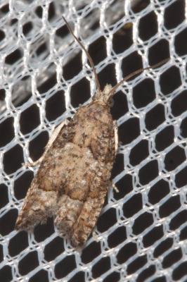  Acroclita subsequana (Herrich-Schäffer, 1851)
