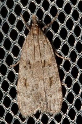  Scoparia subfusca Haworth, 1811