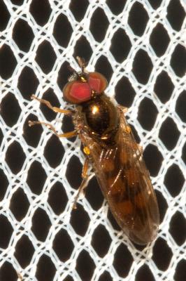  Melanostoma scalare (Fabricius, 1794)